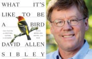 David Allen Sibley What Its Like to be a Bird